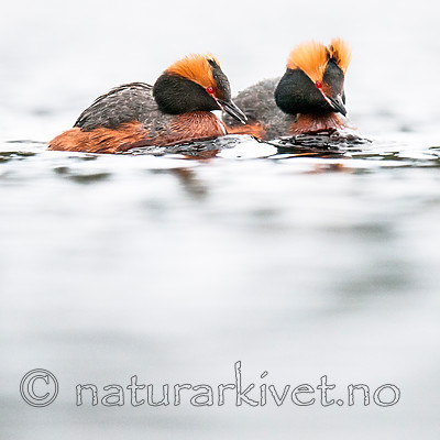 BB 10 0352 / Podiceps auritus / Horndykker
